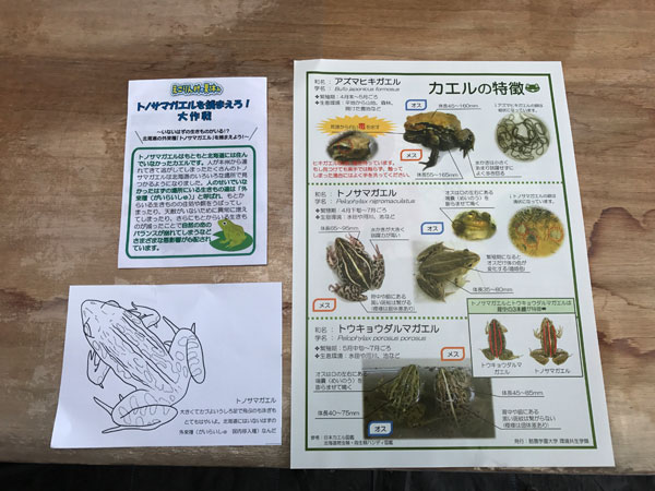 外来種のカエルをしっかり見分けます